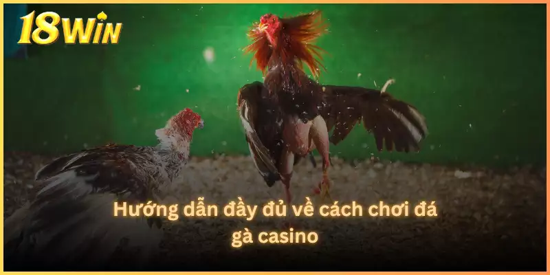 Hướng dẫn đầy đủ về cách chơi đá gà casino