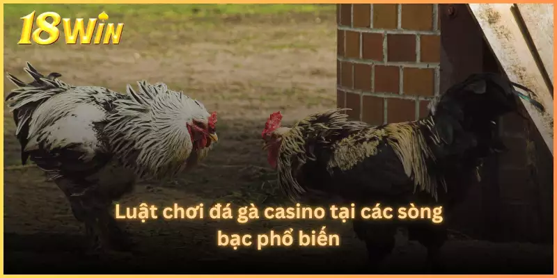 Luật chơi đá gà casino tại các sòng bạc phổ biến