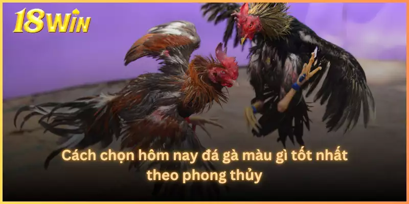 Cách chọn hôm nay đá gà màu gì tốt nhất theo phong thủy